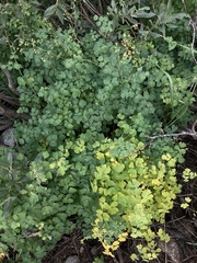 Thalictrum sparsiflorum