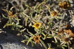 Sanvitalia fruticosa