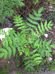 Ailanthus altissima