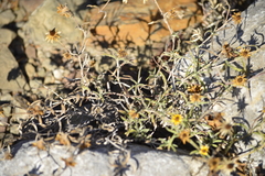 Sanvitalia fruticosa