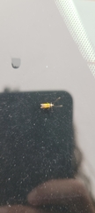 Chrysoclista linneella