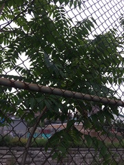 Ailanthus altissima