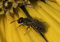 Dialictus