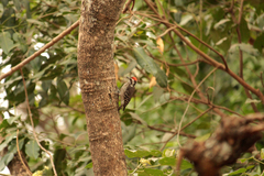 Chloropicus obsoletus