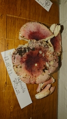 Russula aquosa