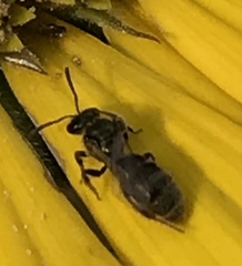 Dialictus
