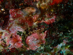 Malacoctenus tetranemus