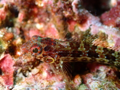 Malacoctenus tetranemus