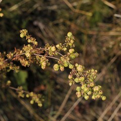 Aceria galiobia