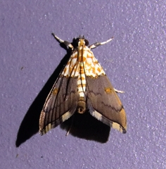 Agrotera nemoralis