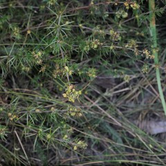 Aceria galiobia