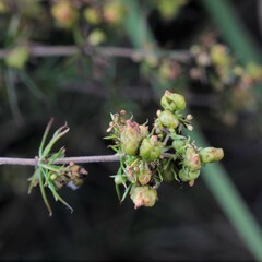 Aceria galiobia