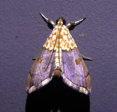Agrotera nemoralis
