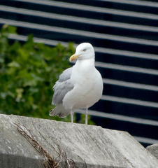 Larus argentatus