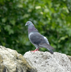 Columba livia domestica