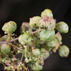 Aceria galiobia