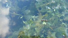 Mystacides longicornis