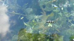 Mystacides longicornis