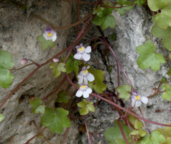 Cymbalaria muralis
