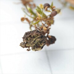 Aceria galiobia