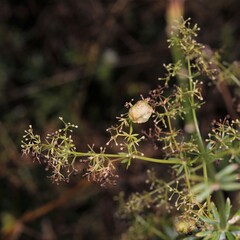 Aceria galiobia