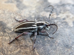Dorcadion molitor