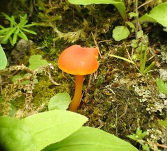 Pseudohygrocybe