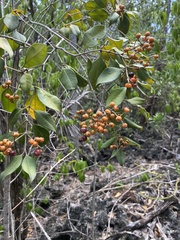 Calyptranthes pallens