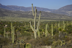 Cephalocereus