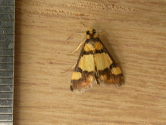 Deuterarcha xanthomela