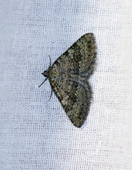 Scotopteryx aelptes
