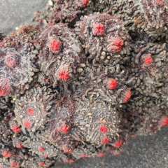 Pyura chilensis