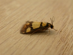 Deuterarcha xanthomela