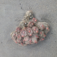 Pyura chilensis