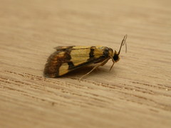 Deuterarcha xanthomela