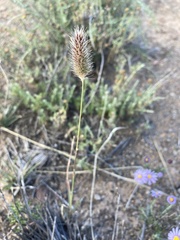 Fingerhuthia africana