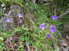 Pinguicula leptoceras