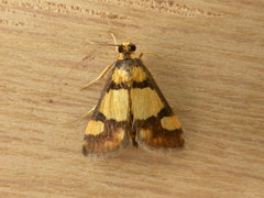 Deuterarcha xanthomela
