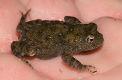 Cacosternum capense