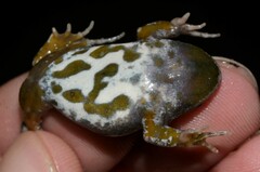 Cacosternum capense