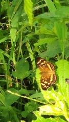 Anthanassa drusilla