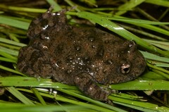 Cacosternum capense