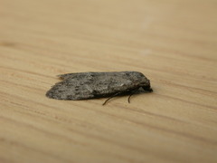 Nola pleurosema