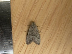 Nola pleurosema