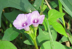 Ipomoea triloba