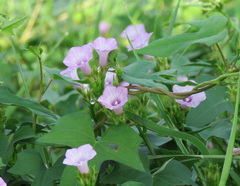 Ipomoea triloba