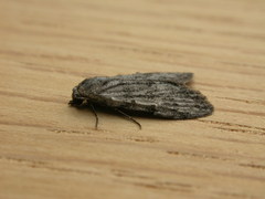 Nola pleurosema