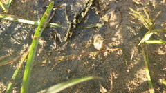 Pontogammarus maeoticus