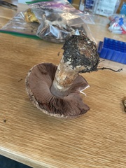 Agaricus amicosus