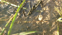 Pontogammarus maeoticus